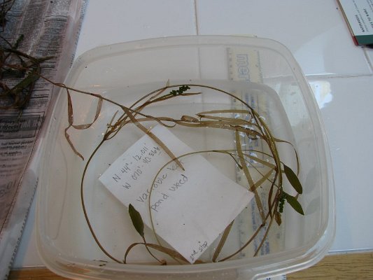 2-7ribbon-leaf_ pondweed 2